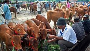 Ditipu Penjual Ternak, Mushala di Bukittinggi Sumbar Gagal Selenggarakan Kurban 